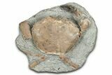Oligocene Fossil Crab (Branchioplax) - Washington State #349479-1